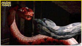 Boa vs. Python | The Snakes Battle Each Other | Creature Features