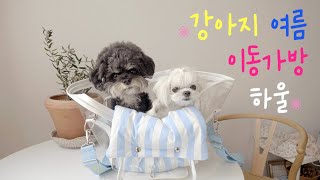 구독자 이벤트 강아지 여름 이동 가방 비교 하울 [TPO별 강아지 이동가방/데일리백 추천]