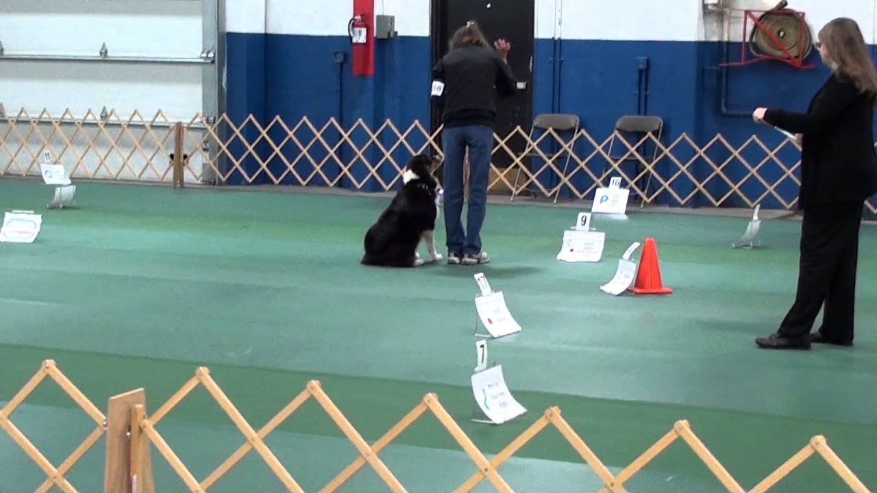 ASCA Nationals. Rally Novice B. Dorene and Comet. - YouTube