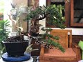 Sebuah proses pembentukan bonsai cemara sinensis