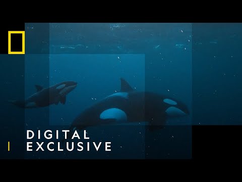 Orcas Hunt For Herrings | World's Deadliest Whale | National Geographic Wild UK