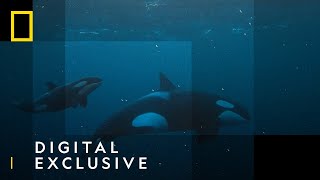 Orcas Hunt For Herrings | World's Deadliest Whale | National Geographic Wild UK
