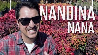 The deepest red shrub.. Nandina Nana