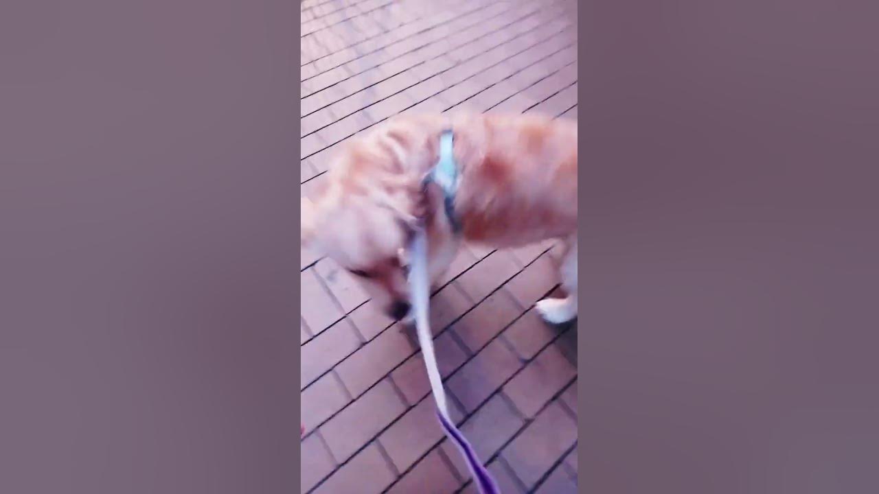 naughty-afu-he-don-t-want-to-walk-at-all-this-is-hilarious-his-so