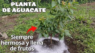 Planta de Aguacate ¿Como tenerla hermosa y llena de frutos?  Cuidados de una planta de Aguacate