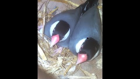 Java Finches | Breeding Setup | Chicks  - Birds Likers