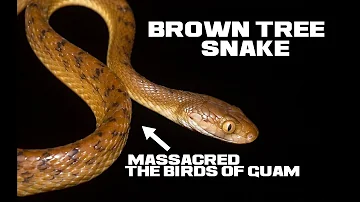 10 Brown Tree Snake Facts - Invader of Guam - Animal a Day
