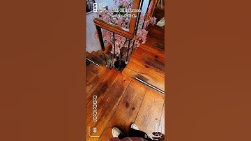 KIM CHI KOREAN CUISINE & CAFE || #love #time #food #day #youtubeshorts #shorts