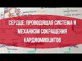 СЕРДЦЕ: Проводящая система и механизм сокращения кардиомиоцитов