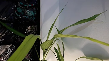 Фэн Шуй Талисман Бамбук Удача/Любовь/feng_shui/love/bamboo/деньги