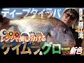 【タイラバ】新色ケイムラ&グロー使い分け完全解説｜ディープタイラバで真鯛連発（鹿児島・錦江湾）