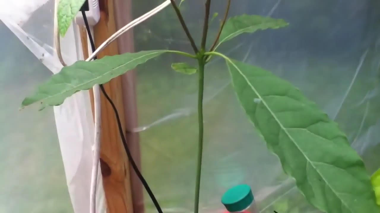 Avocado Tree pruning update - YouTube