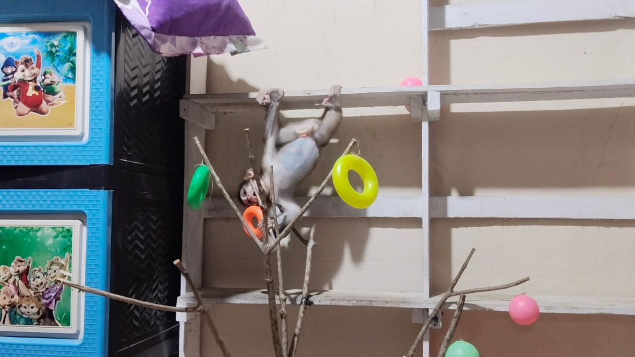 THE ABILITIES OF THESE TWO MONKEYS ARE GETTING EVEN MORE EXTRAORDINARY