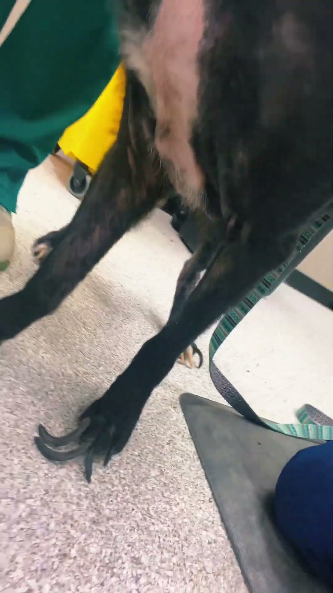 Veterinary Staff Help Dog With Overgrown Nails || ViralHog