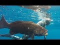 Spearfishing the Caribbean: Trinidad and Tobago 2018