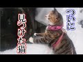 雪の中で飢えと寒さに苦しむ野良の子猫を見失った後も、何日も心配しながら探していた猫の映像