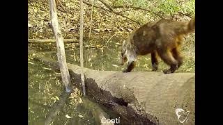 Fauna de Nayarit. Fototrampeo en bosques nayaritas.