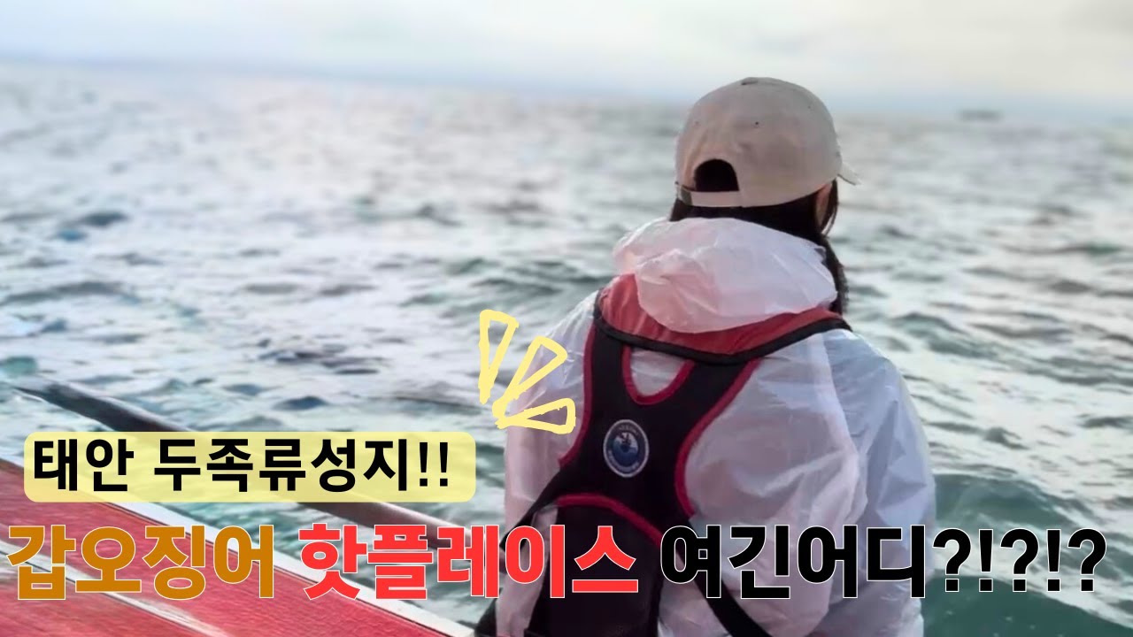 태안 두족류 성지!!! 갑오징어 잡으러 드디어 배 탔습니다!!! #다잡아율