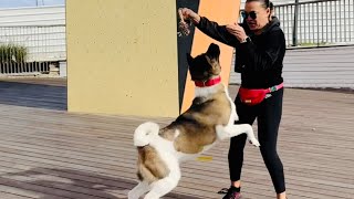 Adorable Akita Loves Playing Fetch With Her Owner In The Great Outdoors-Dog Tricks Funny P1