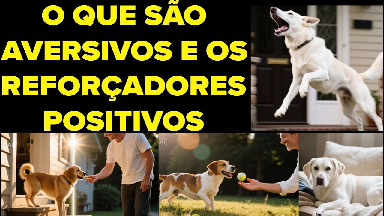 NÃO BATA NO SEU CÃO 