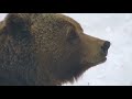 Сандалики и ледяные леденцы ♥️ Медведь Мансур