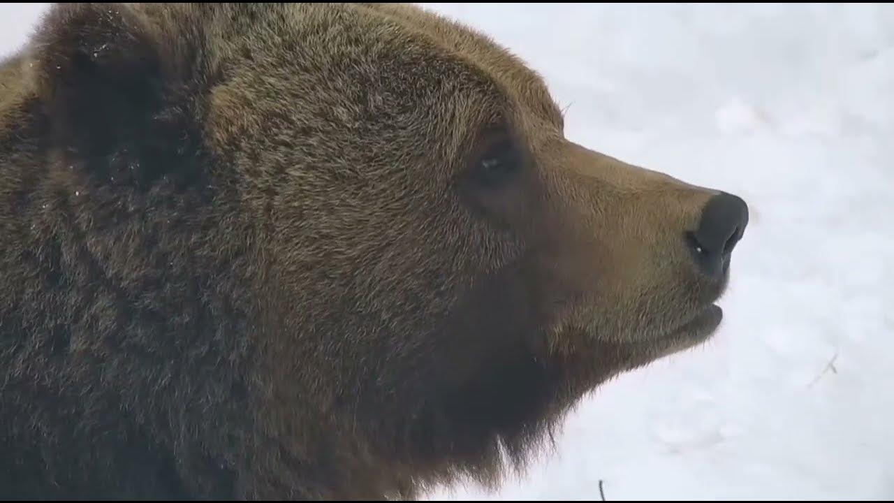 Андрей Иванов и медведь Мансур