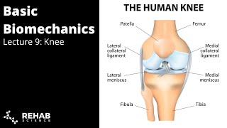 Biomechanics Lecture 9: Knee
