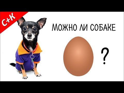 Можно ли собаке яйца?