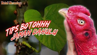 The benefits of the brotowali plant for herbal medicine for pet chickens || #BotohNusantara