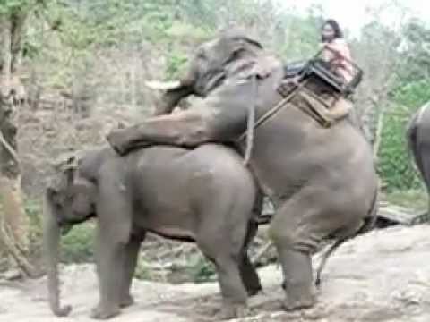  gajah  thailand  YouTube