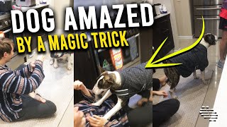 Dog Jumps at Owner in Reaction to a Magic Trick He Pulled Infront of It