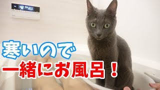 寒い日は一緒にお風呂に入って温まる猫！