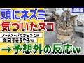 【2ch動物スレ】ネッコの頭にネズミが乗った結果→予想外の反応ｗｗｗ【総集編】