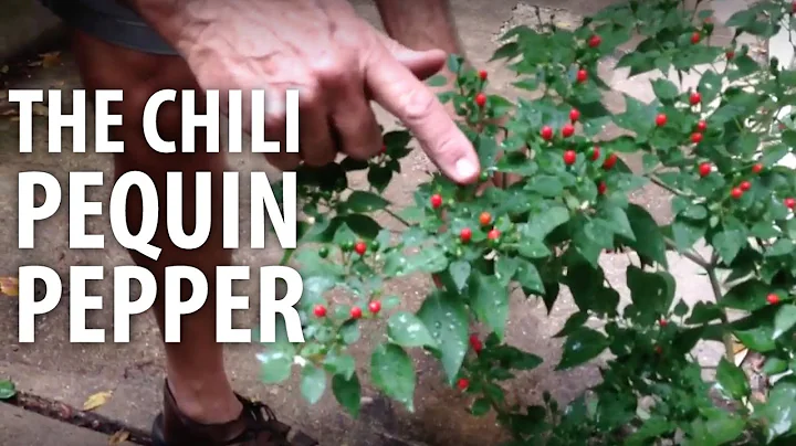 The Chili Pequin Pepper - The Dirt Doctor