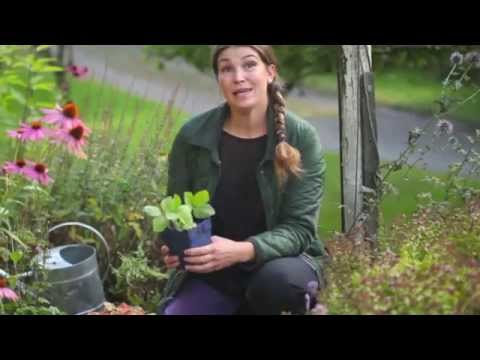 Video: Landskapsarkitektur Av En Liten Trädgård (46 Foton): Färdiga Kompositioner För En Liten Tomt, Gör-det-själv-trädgård