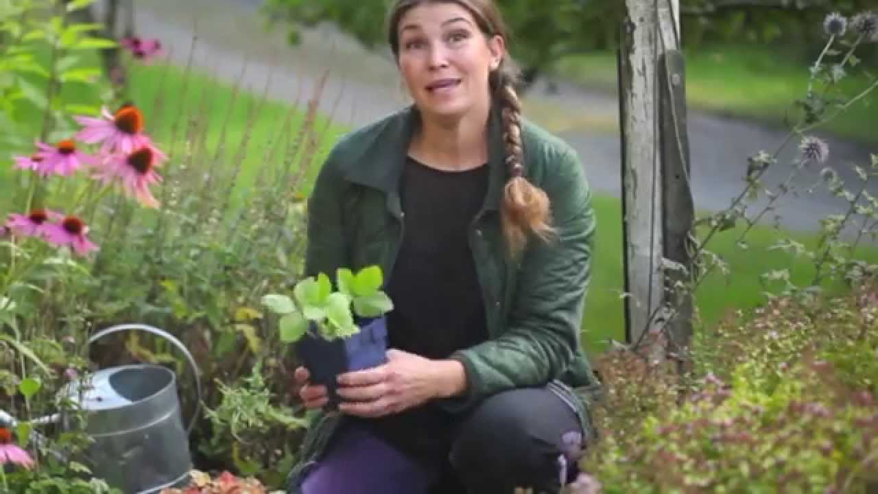 Odla jordgubbar -föröka enkelt och få nya plantor till trädgården!