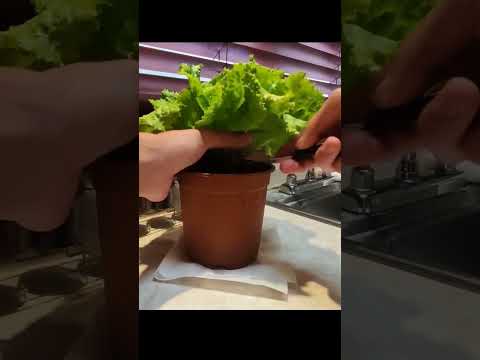 Video: Cultivo de hierbas orgánicas en su jardín - Cómo cultivar hierbas orgánicamente