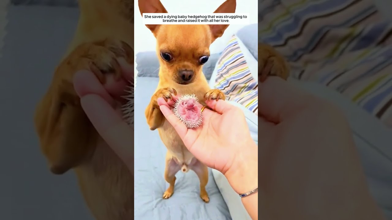 She Saved A Suffocating Baby Hedgehog And Raised It With Love Animalshorts