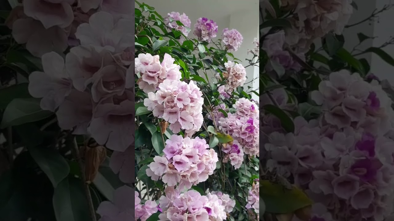 ಇಬ್ಬರು ಒಂದಾಗುತ್ತಾರೆ (Created by P Alf Kaw) #ಮದುವೆಗೀತೆ  #ಪ್ರೇಮಗೀತೆ #ಇಬ್ಬರುಒಂದಾಗುತ್ತಾರೆ