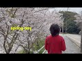 A Spring Day in Dazaifu 🌸 Cherry Blossoms, Cafe & Cozy Moments