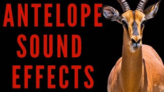 WHAT DOES AN ANTELOPE SOUND LIKE - Antelope Sound Effects | maktub_ytv