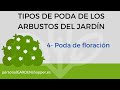 4 poda de floracin de los arbustos del jardn