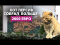 Кот Персик продолжает собирать деньги бездомным котам