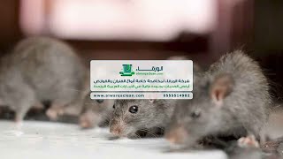 أرخص شركة مكافحة فئران في دبي 0555514982 شركة مكافحة الفئران في دبي
