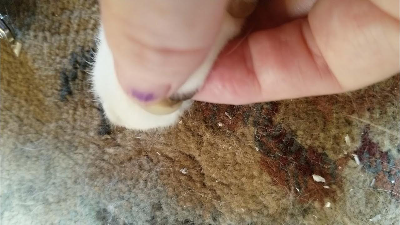 Senior cat with overgrown claws that I had to trim YouTube