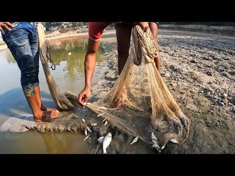 Unique Cast Net Fishing In Village Pond | Traditional Cast Net Fishing In Dry Season #net_fishing