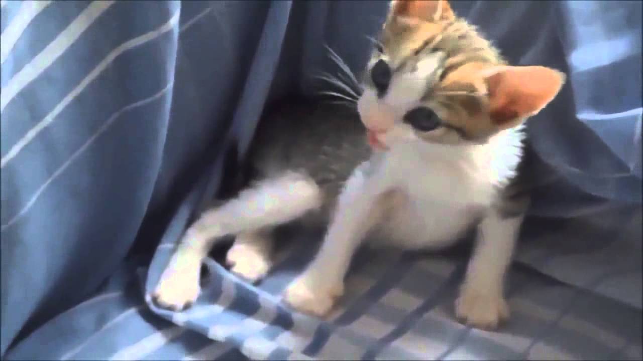 Best Funniest Cat Ever compilation 2015 YouTube