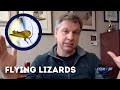 view Chris Kratt on Gliders and Flying Lizards digital asset number 1