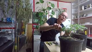 How And When To Top Your Plants.