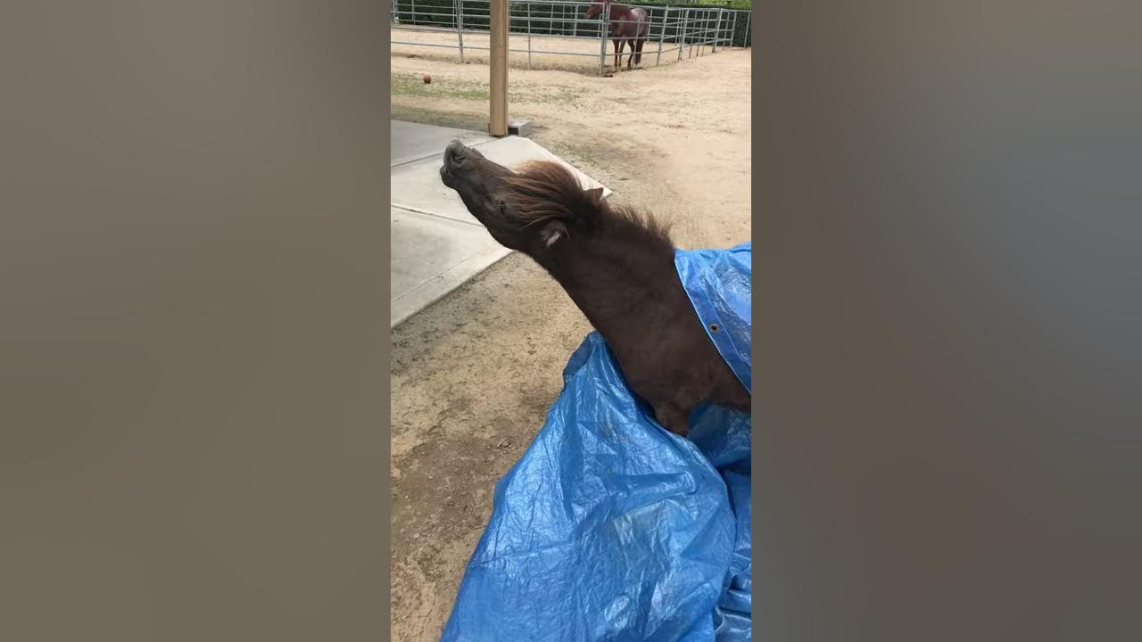 Sherman Peabody Mini Horse gives you his happy boy smile YouTube
